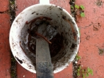 Anne Blog1 The Mug & The Worms