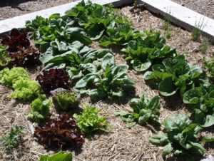 GardenDrum Marcelle Nankervis 1 lettuce bed