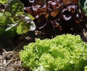 GardenDrum Marcelle Nankervis 1 pretty and tasty cut & come again lettuce