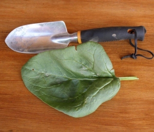 GardenDrum Marcelle Nankervis 1 quick growing spinach leaves