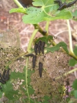Fig leaf caterpillar