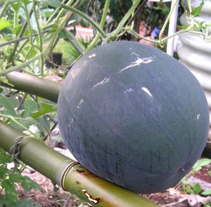 Watermelon nearly ready to eat!