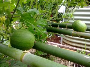 Weavers bamboo shelf supports the fruit