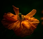 Garden-1-3