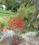 GardenDrum Linda Green Kings Park2 Anigozanthos