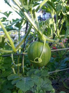 Champagne watermelon have smaller fruit