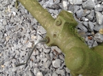 undoing the screw
