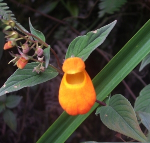 A tiny Calceolaria, no bigger than a thumbnail