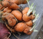 Are these the ugliest carrots on the planet?
