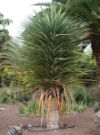 Dracaena tamaranae