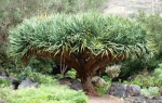 Dragon trees, Gran Canaria