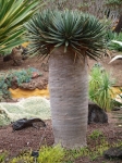 Dracaena cinnabari, Arabian Dragon tree