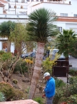 Dracaena tamaranae, town square Tejeda