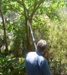 Using the Barnel pole saw partly extended