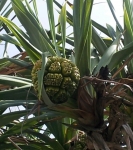 Pandanus woody, pineapple-like fruit