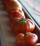 Tomatoes ripening - not perfect but still delicious