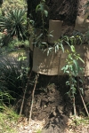 Detail of approach & bridge grafts