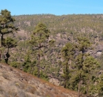 Pinus canariensis