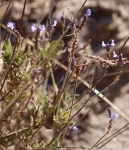 Lavandula canariensis (I think)