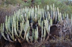 Rounded form of Euphorbia canariensis