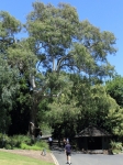The Separation Tree shows a healthy canopy