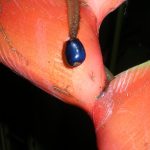 This is a heliconia fruit, dangling from the bract of its mother by the pedicel which raised it up out of the bract to be eaten, or fall to the ground. Some birds are attracted to blue fruit, but not so much in Australia, where most fruit is red.