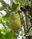 Amazing 30cm long lemon fruit at Abrahams Spice Garden