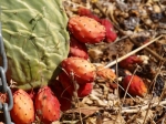 Opuntia (prickly pear or tuna) fruit