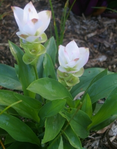 GardenDrum AKing curcuma siam tulip white
