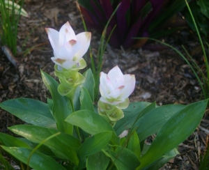 GardenDrum AKing Siam tulips come in pretty pastels as well