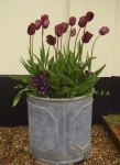 Tulipa 'Ronaldo'