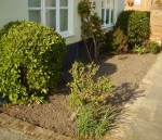 Clearing out phase, April 2011. Larger shrubs that grew up in front of the windows were relocated