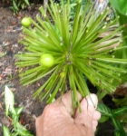 Bulbil growing on the spent flower head of a Blood Lily, Haemanthus multiflorus. These are much smaller than crinums – about the size of a pea. When mature they are bright orange.