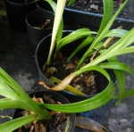 Sprouted plants of crinum bulbils. Note the one in the left of the top pot – it is white.