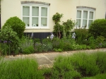 By early June 2011, the iris, delphinium and catmint creates a purple dominance