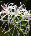 Beautiful Crinum asiaticum grow in clumps in swampy ground near streams & lakes (photo puuikibeach on flickr)