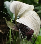 Stringybark Cottage - the unusual flowers of bat plant, Tacca integrifolia