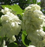Stringybark Cottage - creamy-white, double Mussaenda flowers