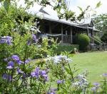 Yandina Station - rich blue of Otacanthus and plumbago