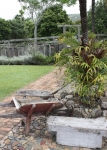 Yandina Station - staghorn ferns holding on tight