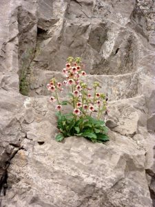 Chinese Foxglove