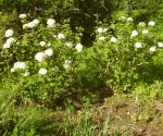GardenDrum BFeistel 14 - transplanted Viburnum burkwoodii in new woodland area. Worth saving for scent alone