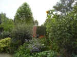 GardenDrum BFeistel 4 - 1st summer - sunflowers, acanthus, delphiniums for background height