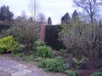 GardenDrum BFeistel 5 - early spring 2012 - the viburnums can grow taller & show their blooms
