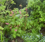 GardenDrum BFeistel 8 - Tulipa 'Ronaldo', Queen of the Night' or 'Spring Green' & Dicentra