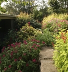 I mix various colours of pentas with variegated iresine, golden pineapple sage, colourful canna & lilly pilly in the background
