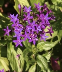 Purple pentas - one of the lower growing forms