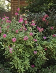 Taller growing species pentas in hot pink can flop over if you don't support it or prune it regularly