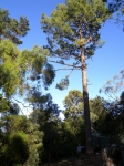 Geoff measures the Canary Island pine for the Council removal application