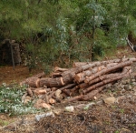 Branches were cut into lengths to use as path edging